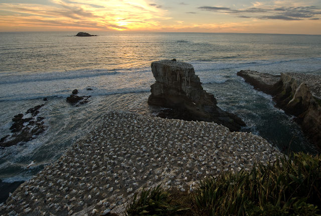 Gannet Colony.